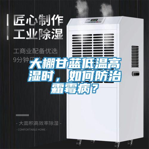 大棚甘藍低溫高濕時，如何防治霜霉?。?></div>
								<div   id=